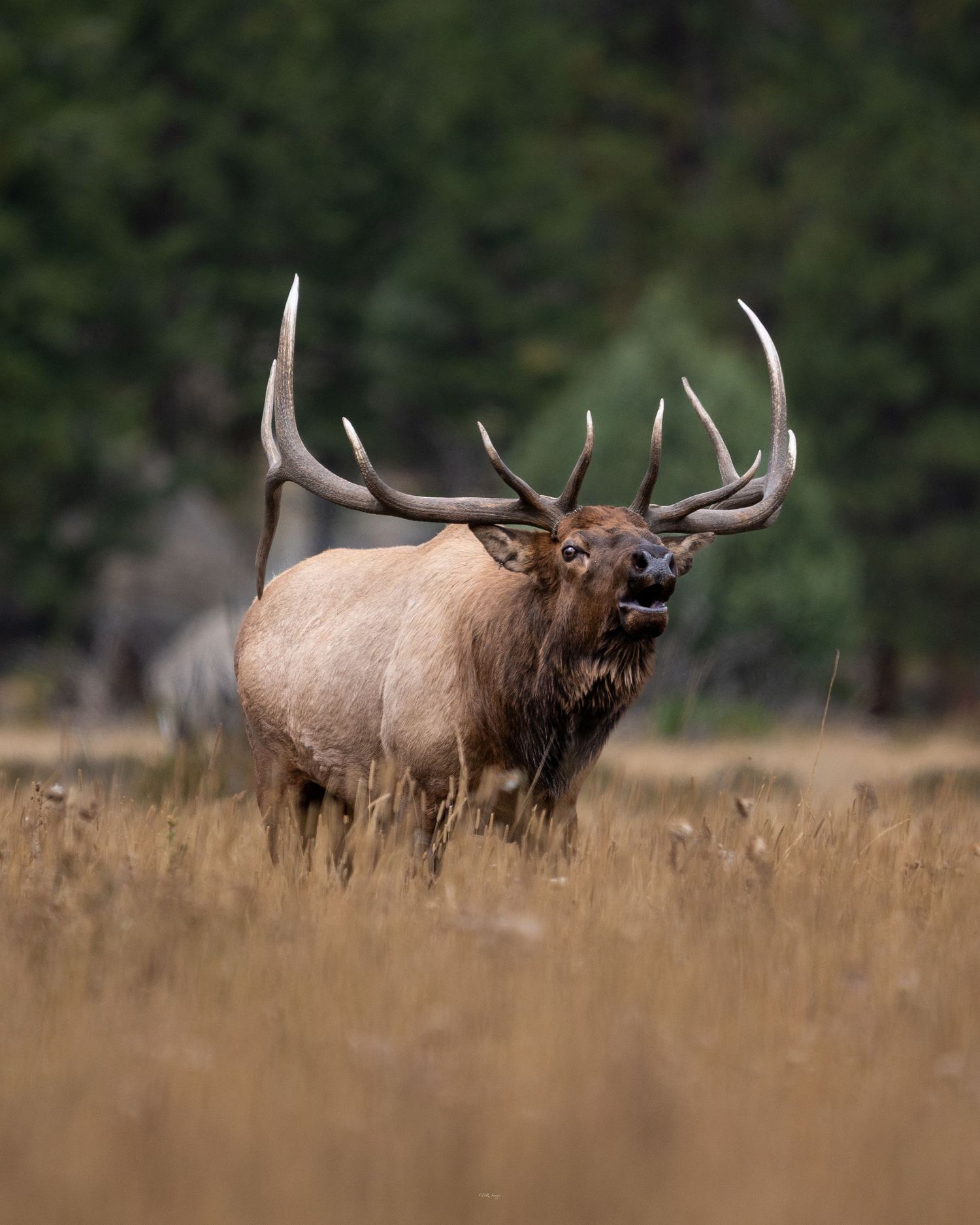 Large bull elk with impressive antlers bugling in autumn field.