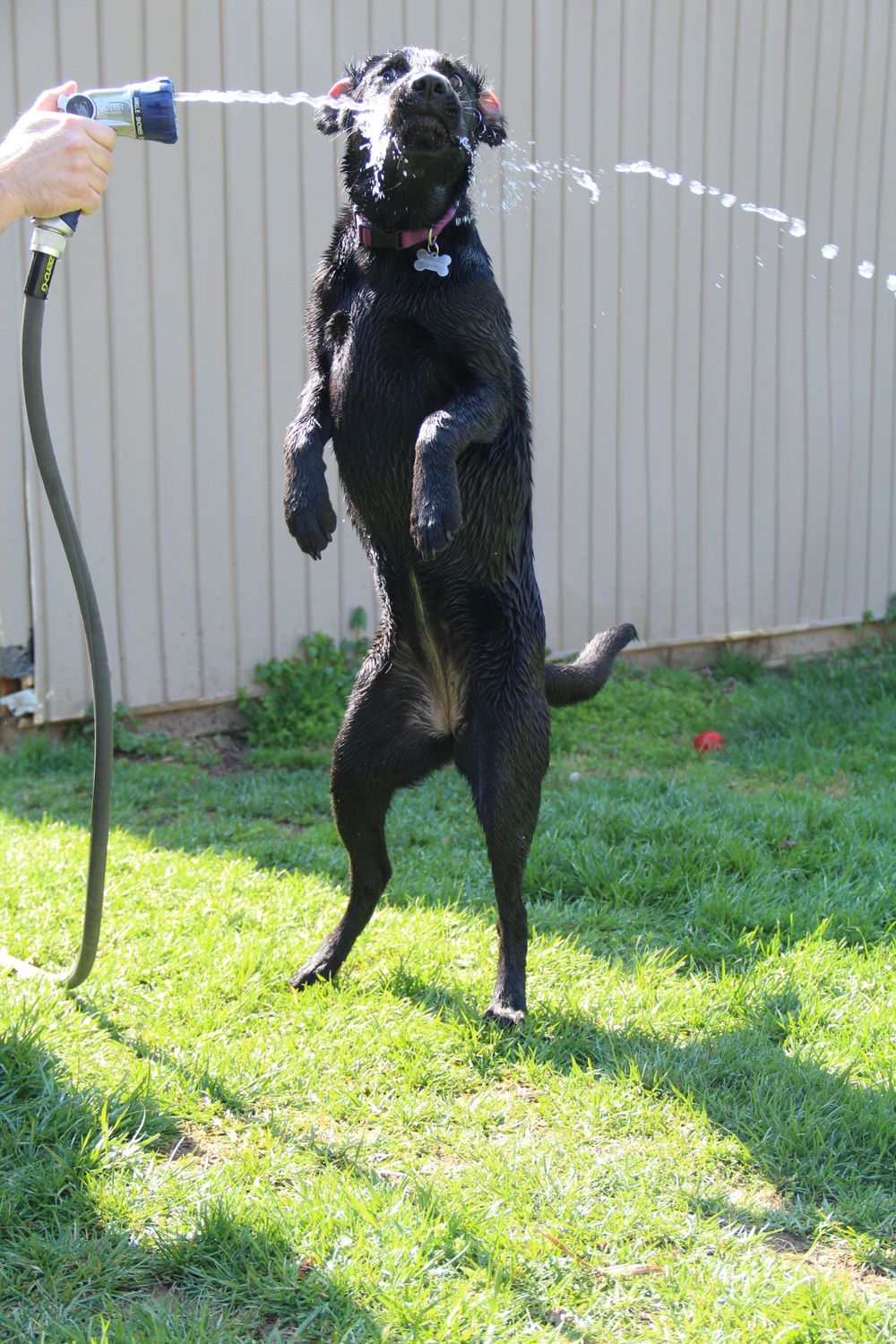 dog, water, playing