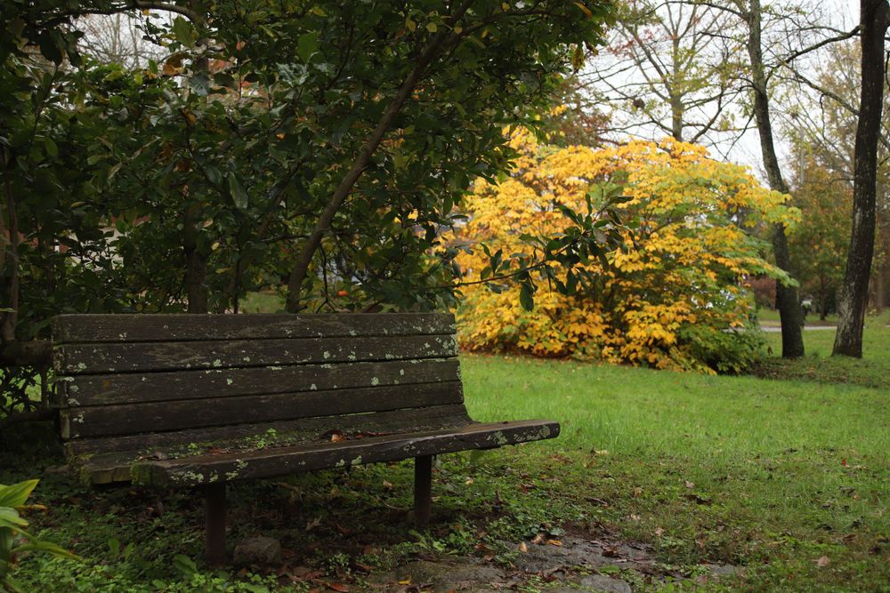 park, bench, fall, yellow, autumn