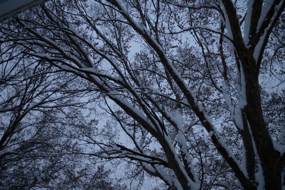 winter, snow, storm, tree, cold