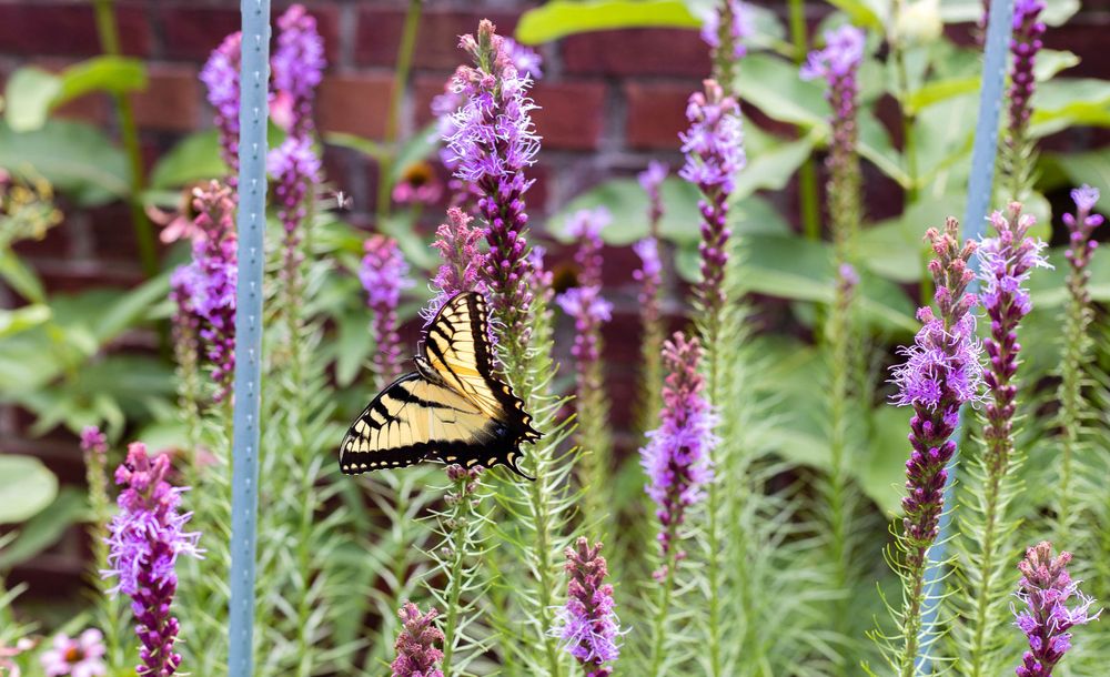 flowers, butterfly, Danville, Kentucky, KY