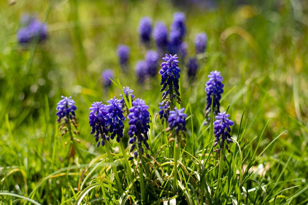 spring, purple, flowers, grape hyacinth