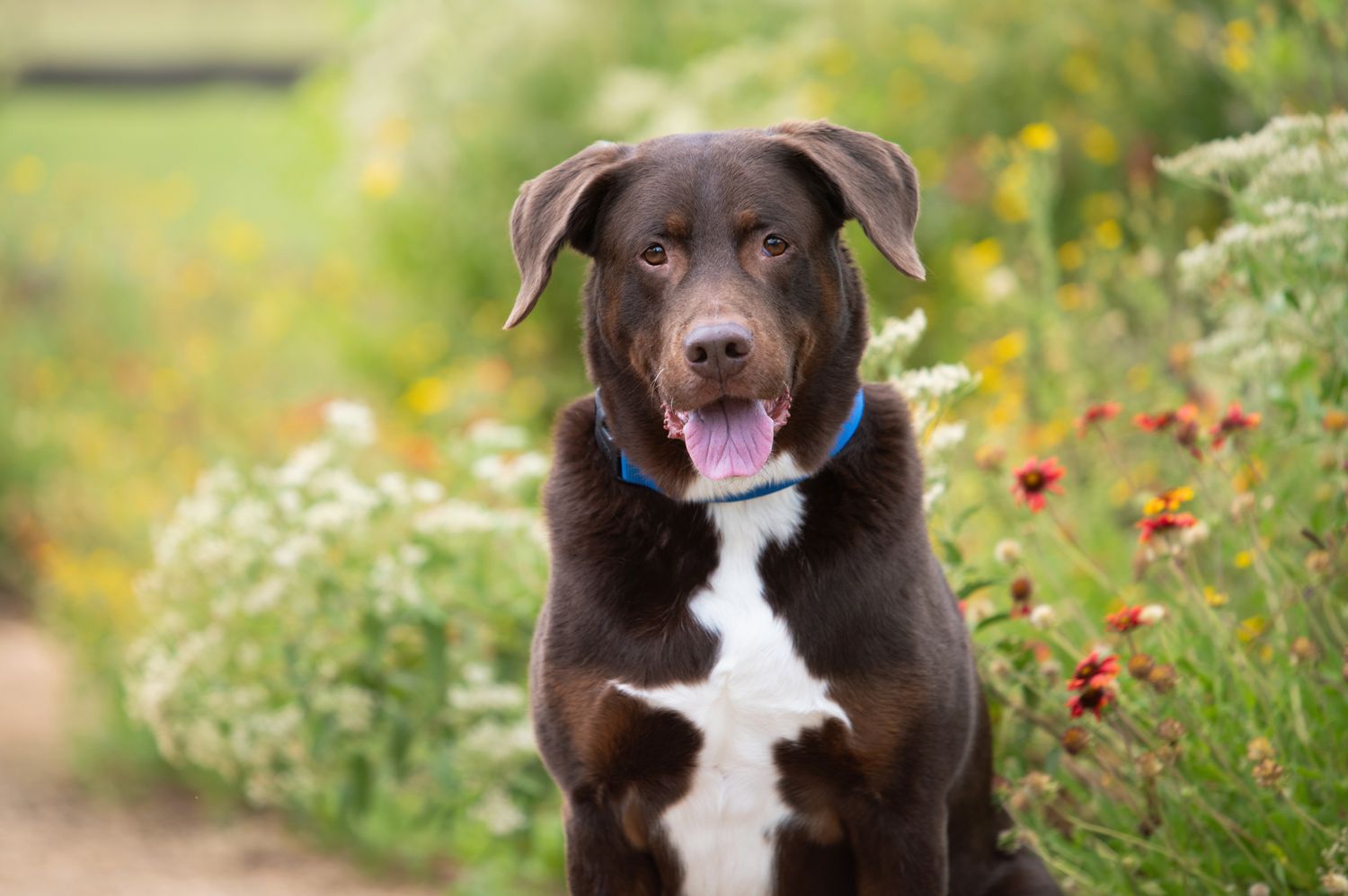 Happy chocolate lab mix dog with white chest sitting outdoors among wildflowers and greenery.