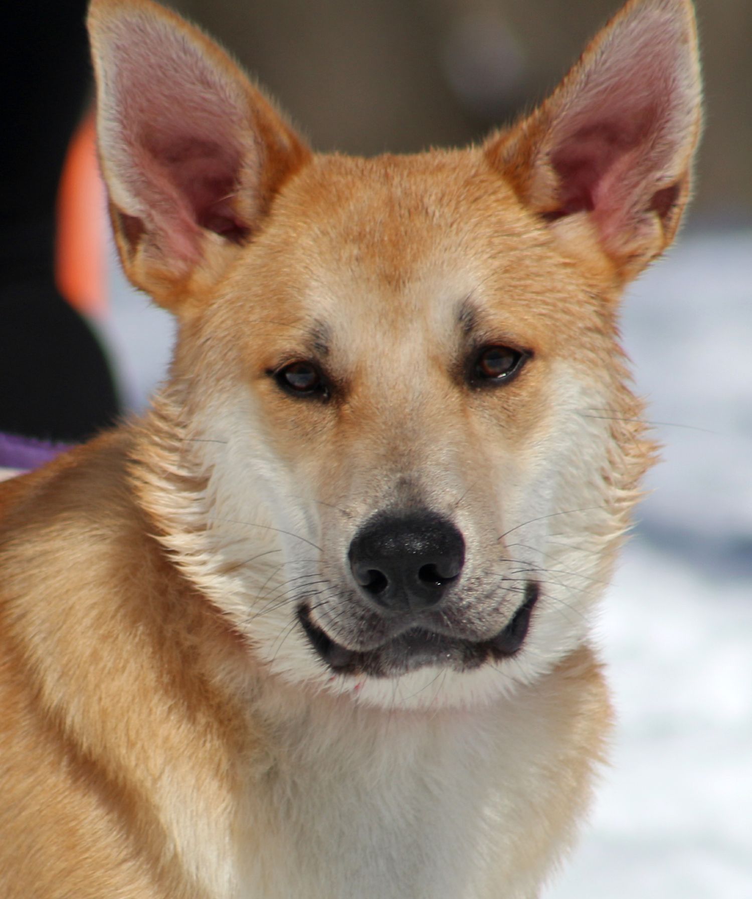 Intervale Chinook Male Koda, a proven stud, sired a litter in 2023 and Koda is available for breeding in Connecticut.