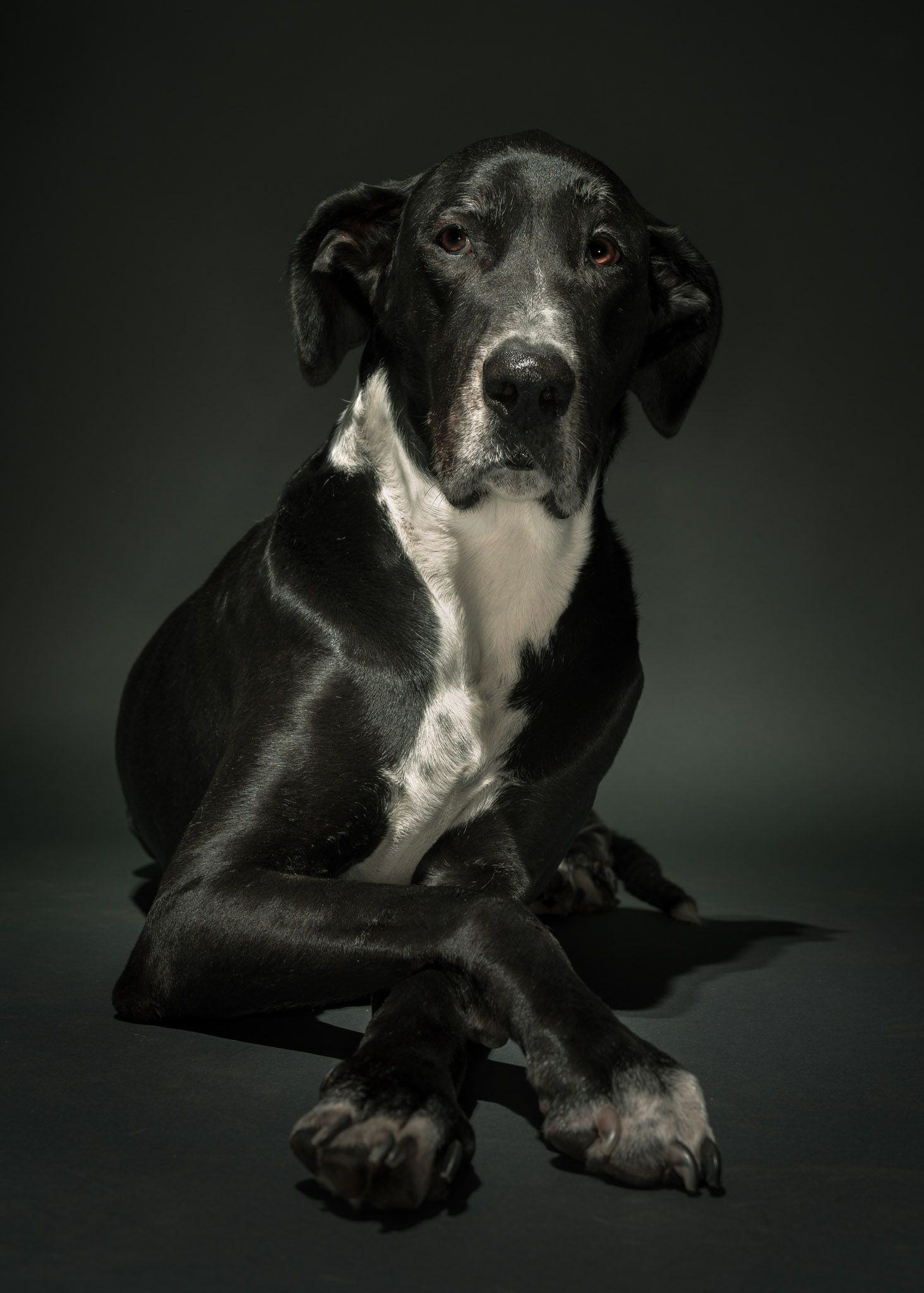 Great Dane relaxing during a studio pet portrait session