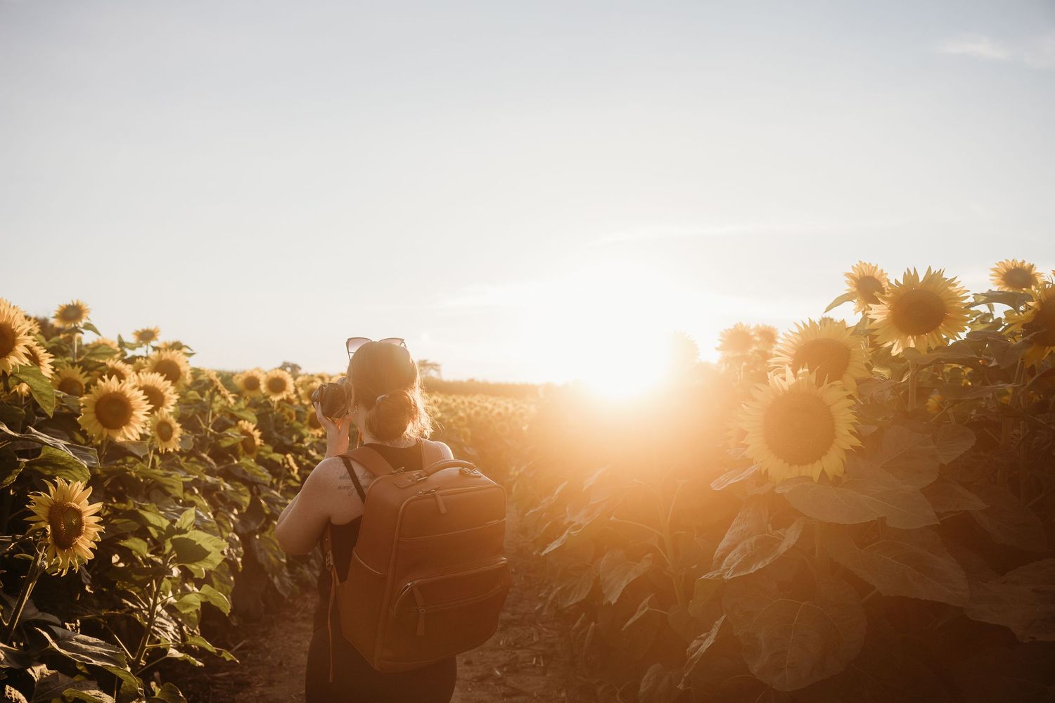 Silhouette in a sunflower field during golden hour sunset.