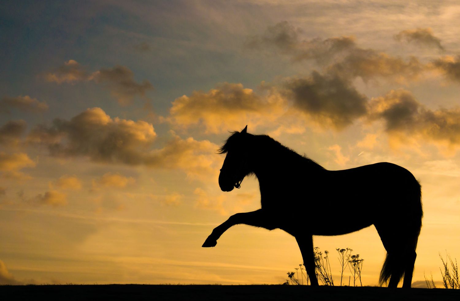silhouet van een paard dat haar been uitsteekt voor de gekleurde lucht tijdens de zonsondergang