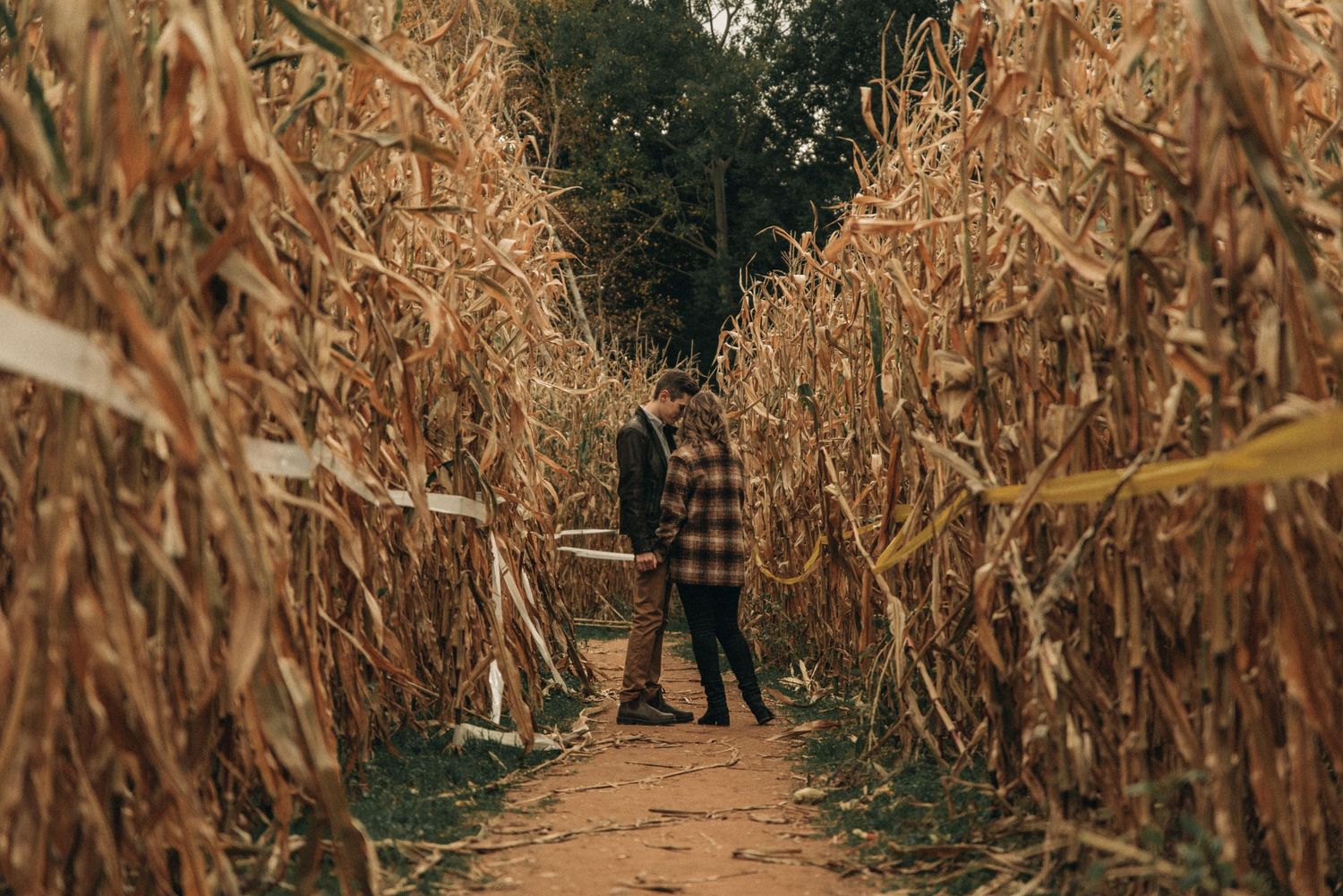 Two people walking through a winding path in a corn maze.