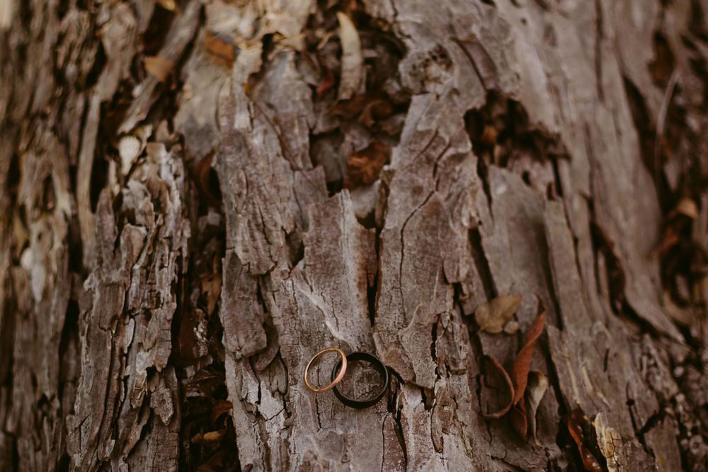 Close-up of wedding bands placed on rough tree bark with intricate patterns.