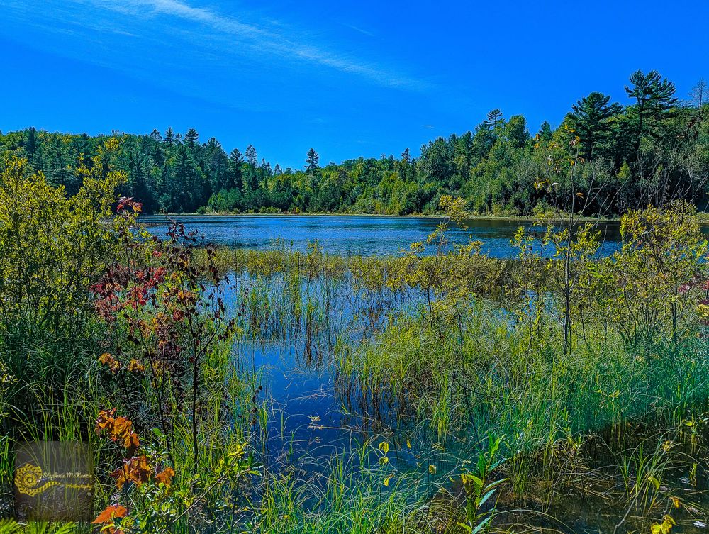 A scenic lake view with evergreen trees and colorful wildflowers in the foreground.