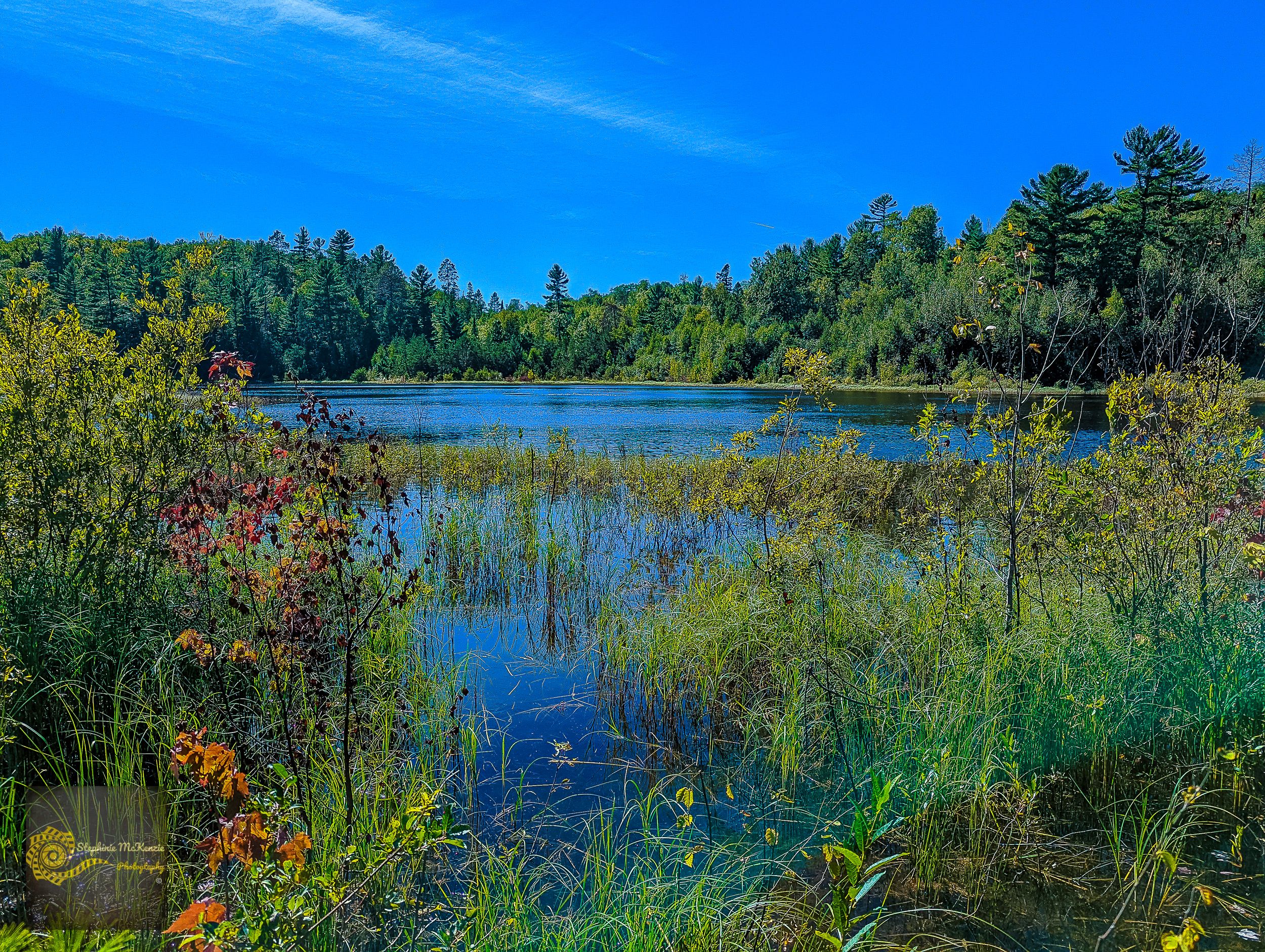 A scenic lake view with evergreen trees and colorful wildflowers in the foreground.