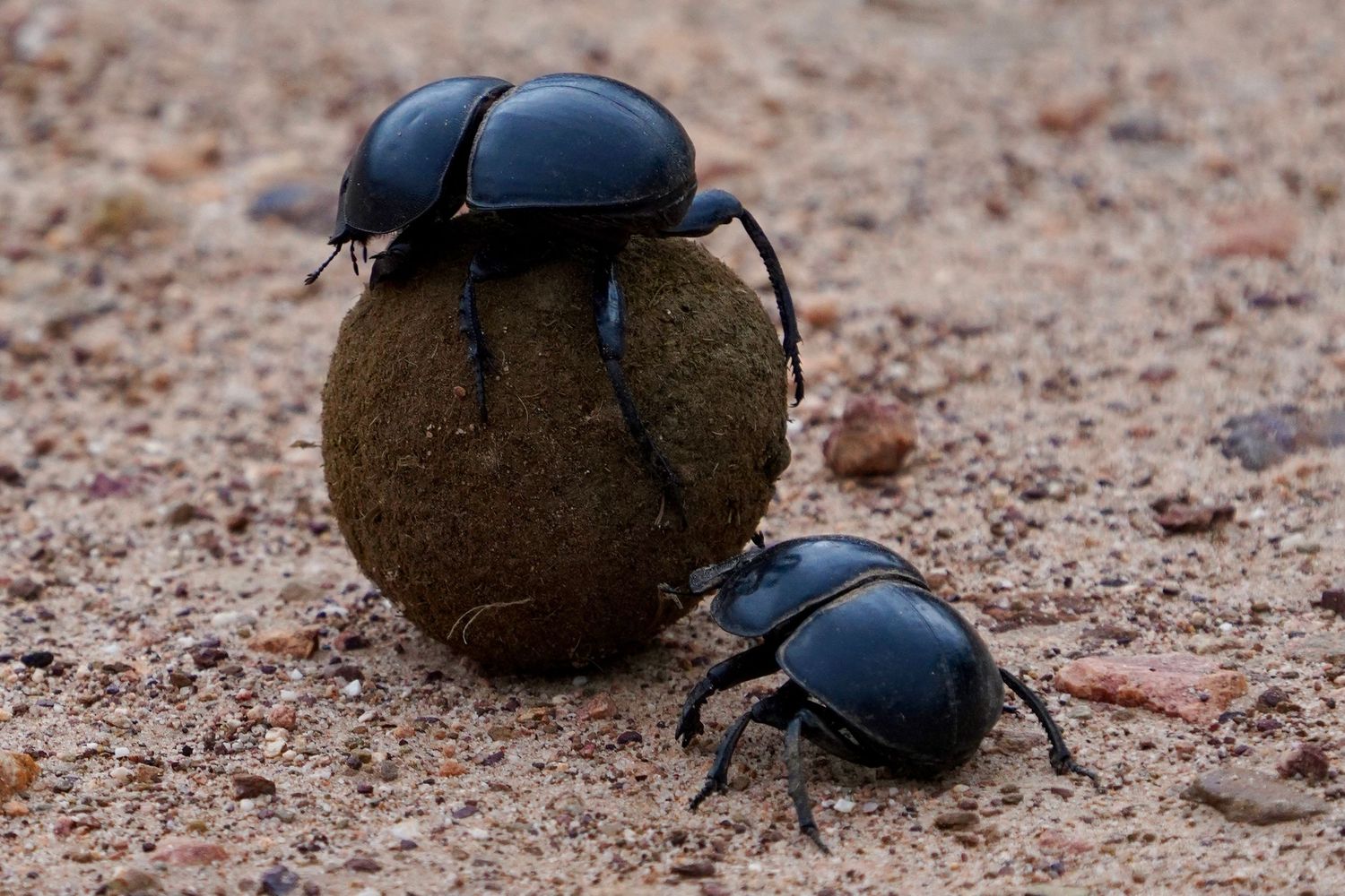 Dung beetles rolling balls across sandy ground.