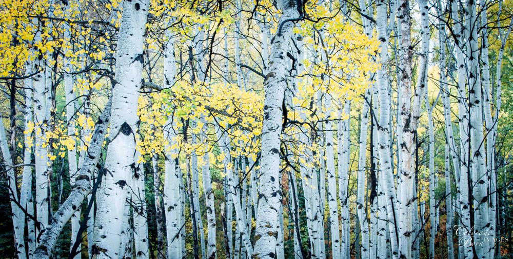 Aspen Tree Pictures