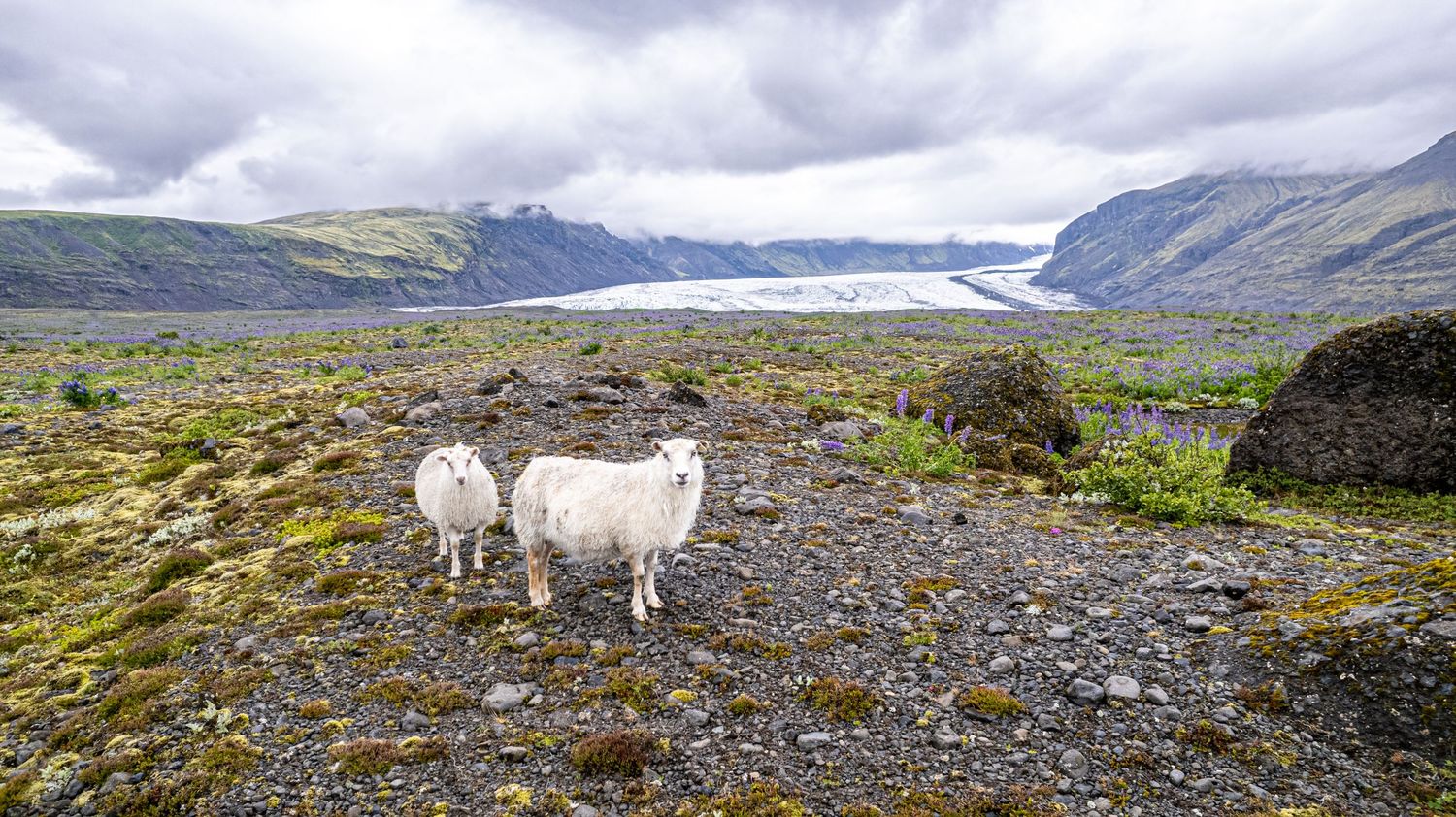 Icelandic sheep custom print