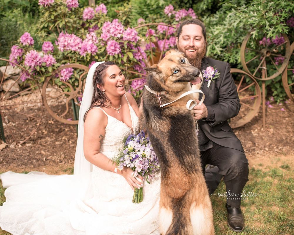 Wedding celebration in a garden with a large German Shepherd dog and couple in formal attire against pink flowering bushes.
