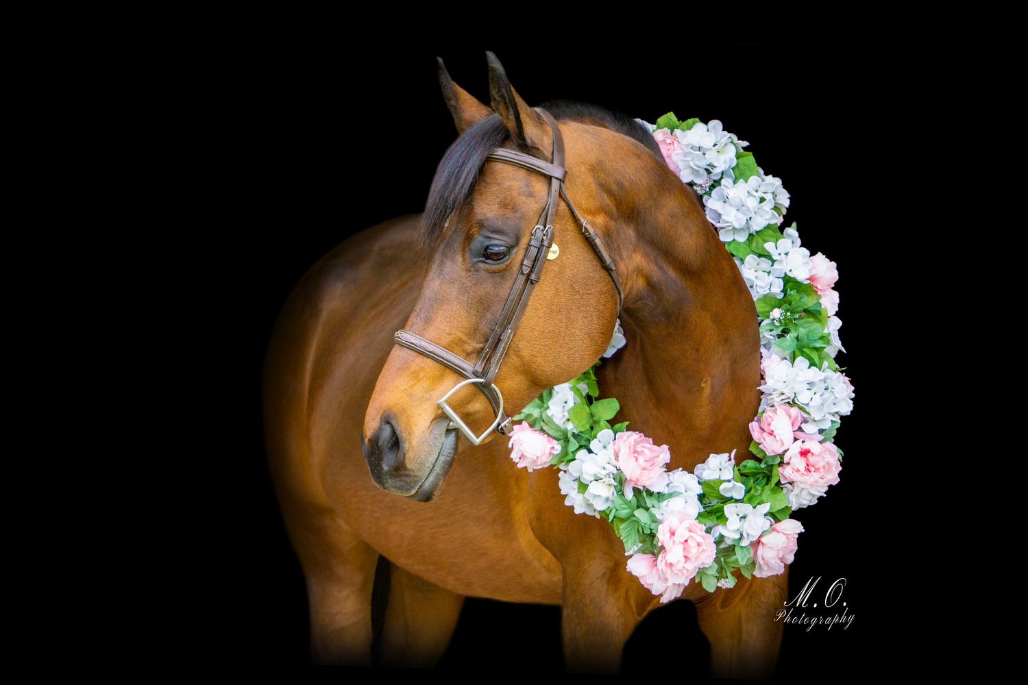 Equine photographer, Lehigh valley, black backgrounds, mo equine photography, horse and rider sessions, pet photography