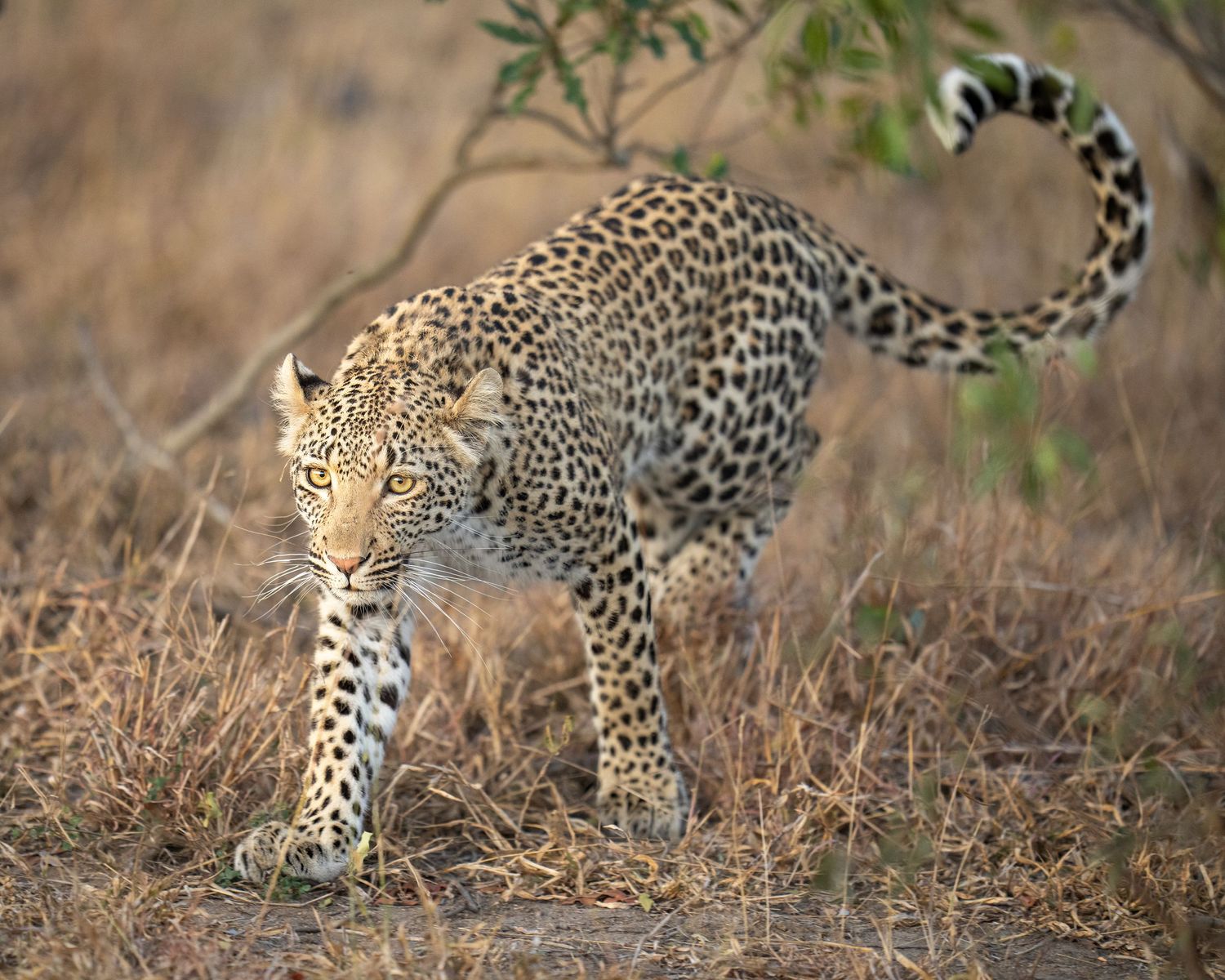 Leopard stalking through tall grass in savanna displaying hunting behavior.