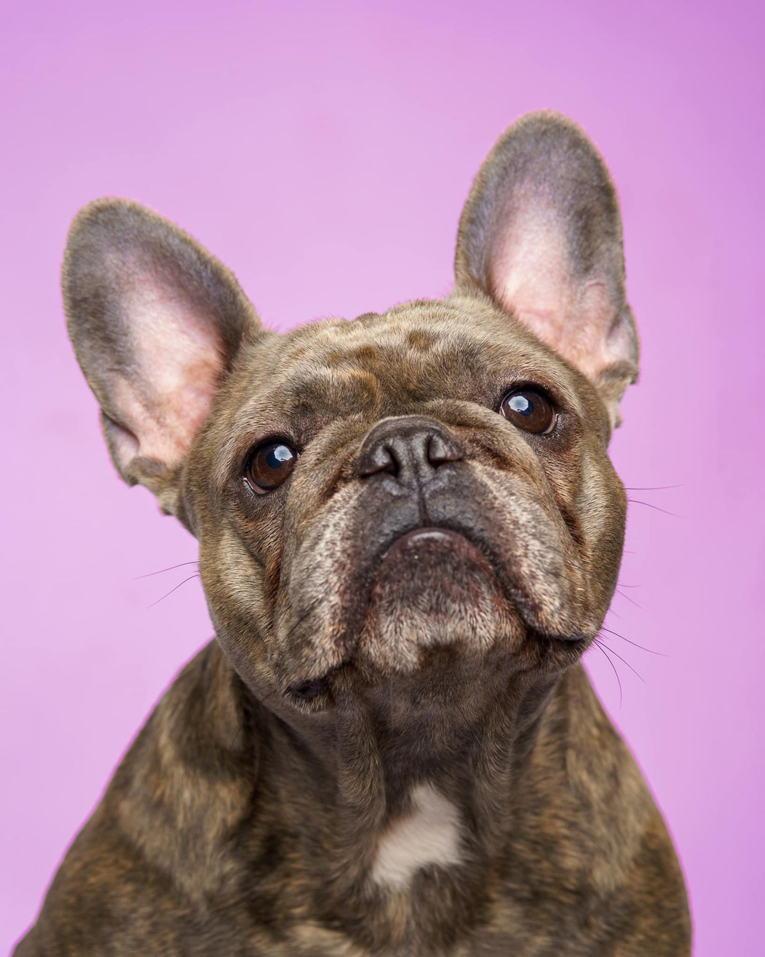 french bulldog, perky ears, purple background