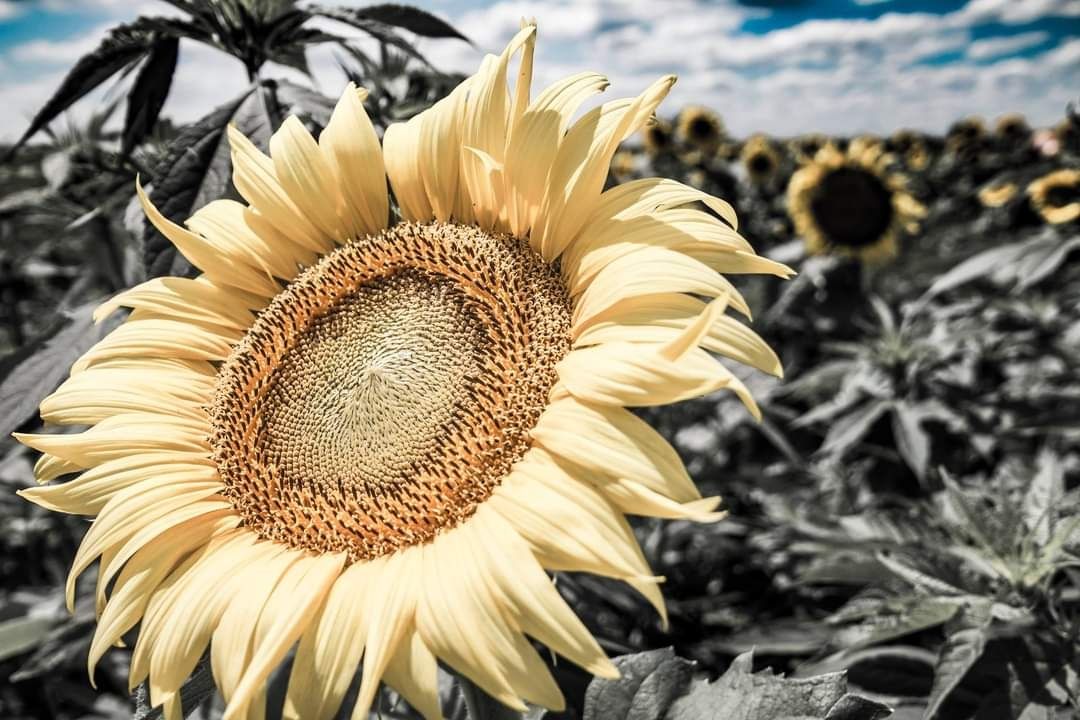 Wild Ivy Photography by Laura Lea
Sunflower field where my dreams took flight into a passion for lifestyle, branding and family photography.