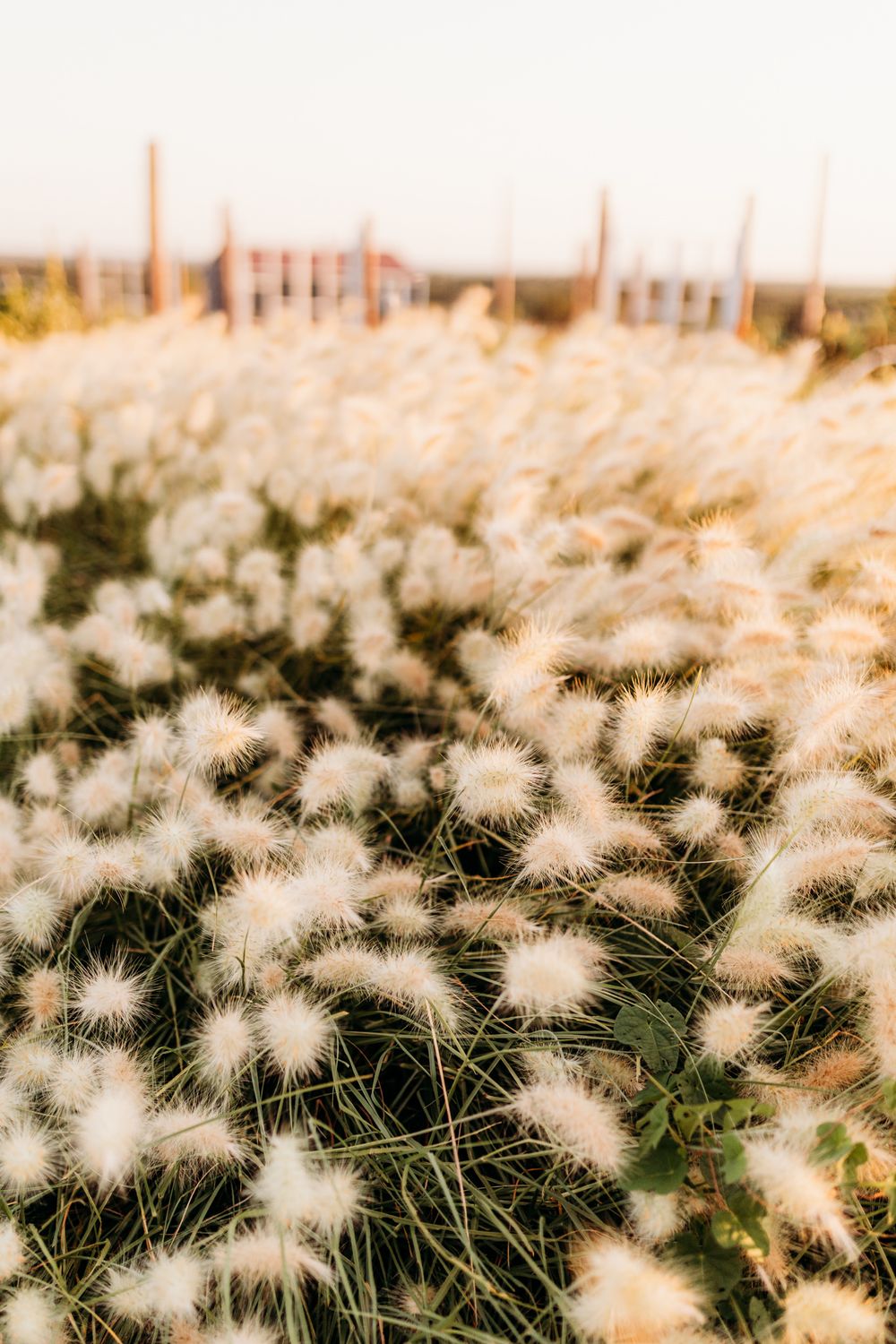 Soft white feathery pampas grass swaying in a field at sunset.