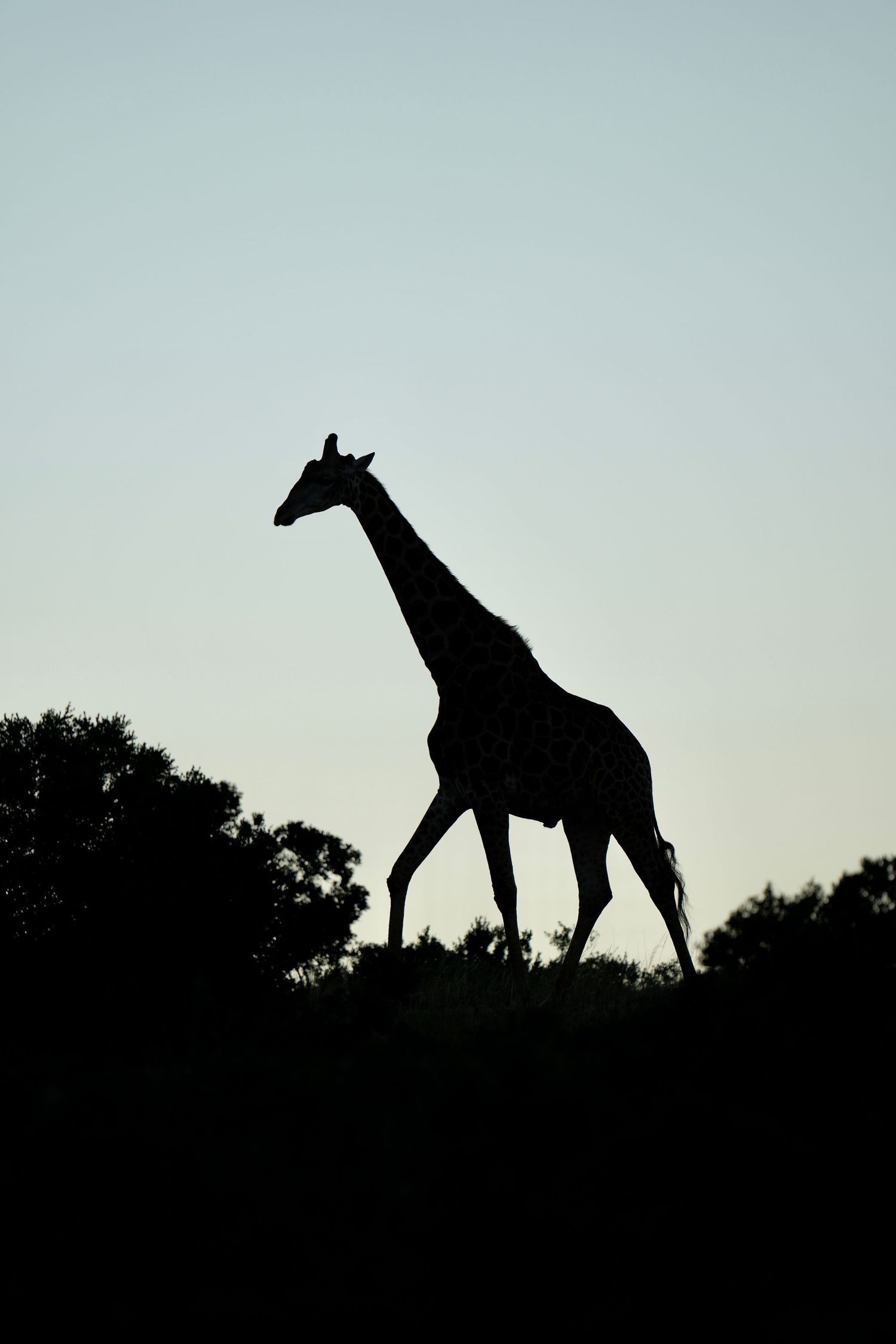 Silhouettes of giraffes against a clear sky during sunset.