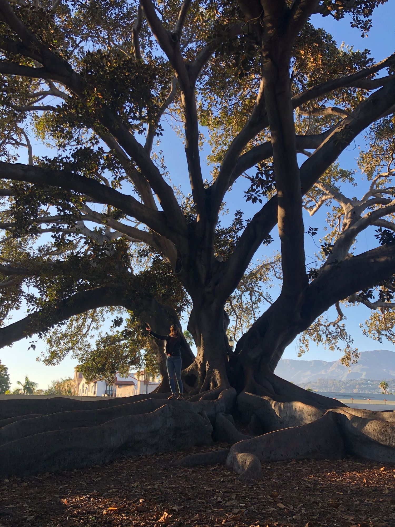 Majestic old tree with sprawling branches silhouetted against a bright sky during sunset.