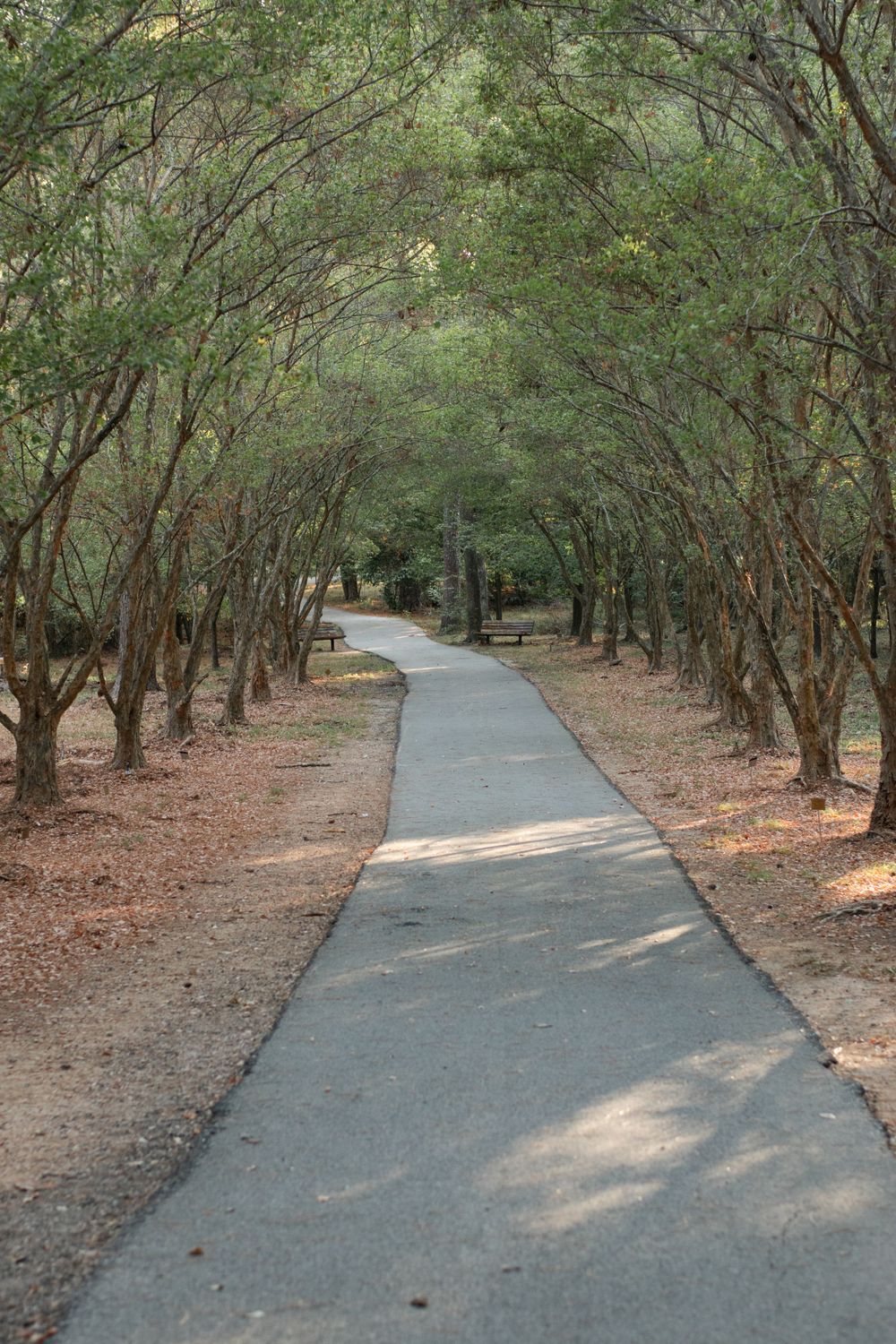 A winding concrete path through a dense canopy of trees with dappled sunlight.