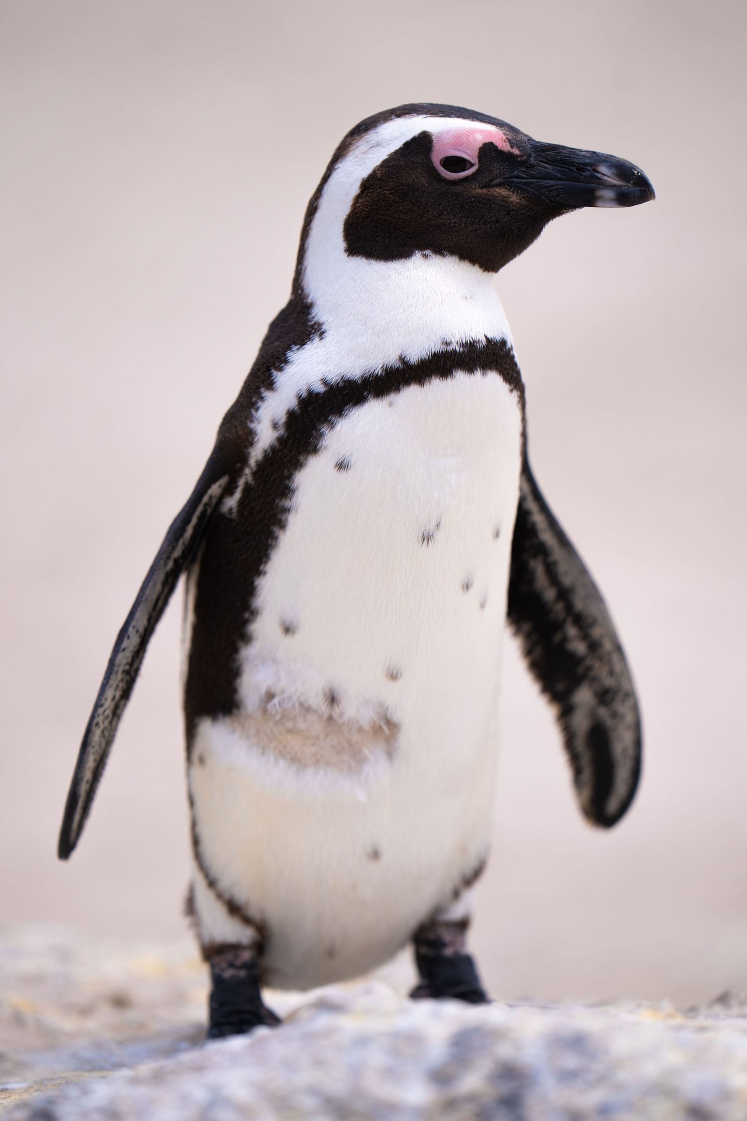 African penguin displaying its distinctive black and white plumage against light background.