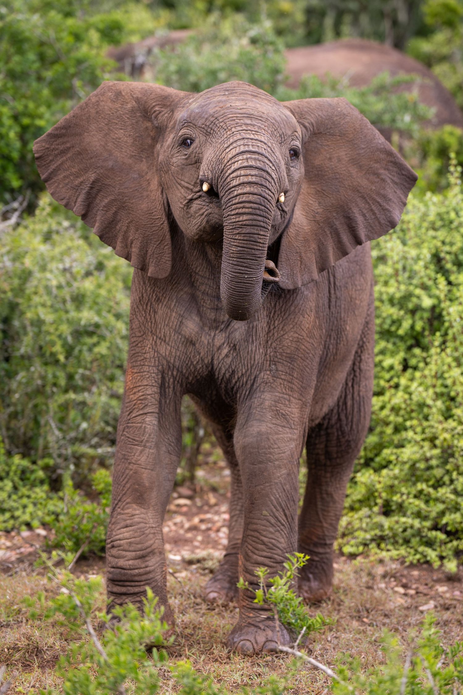 A series of close-up shots showing an African elephant walking through green vegetation.