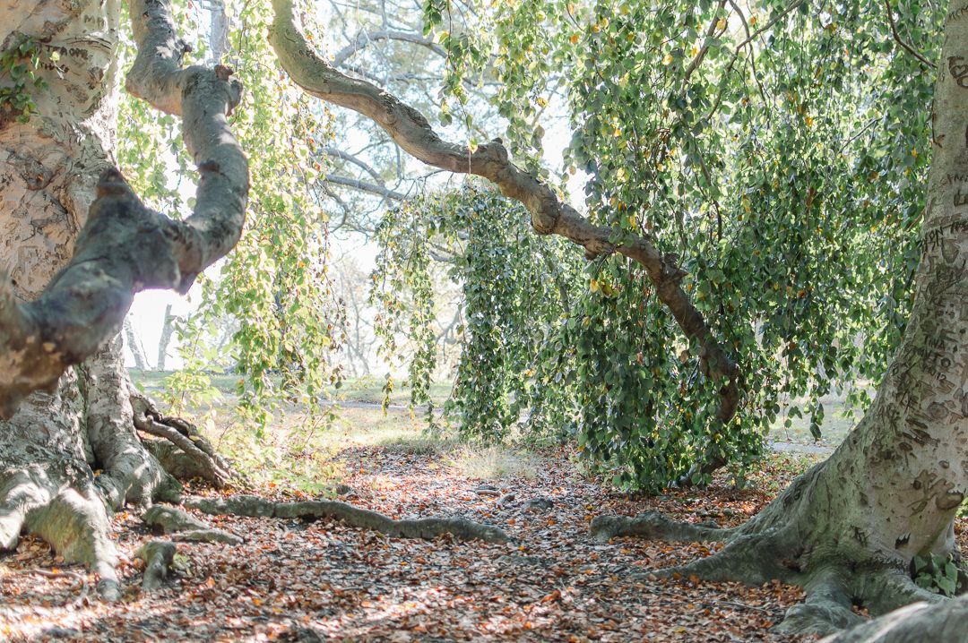 Ancient twisted trees with hanging branches creating a natural canopy over a leaf-covered forest path.