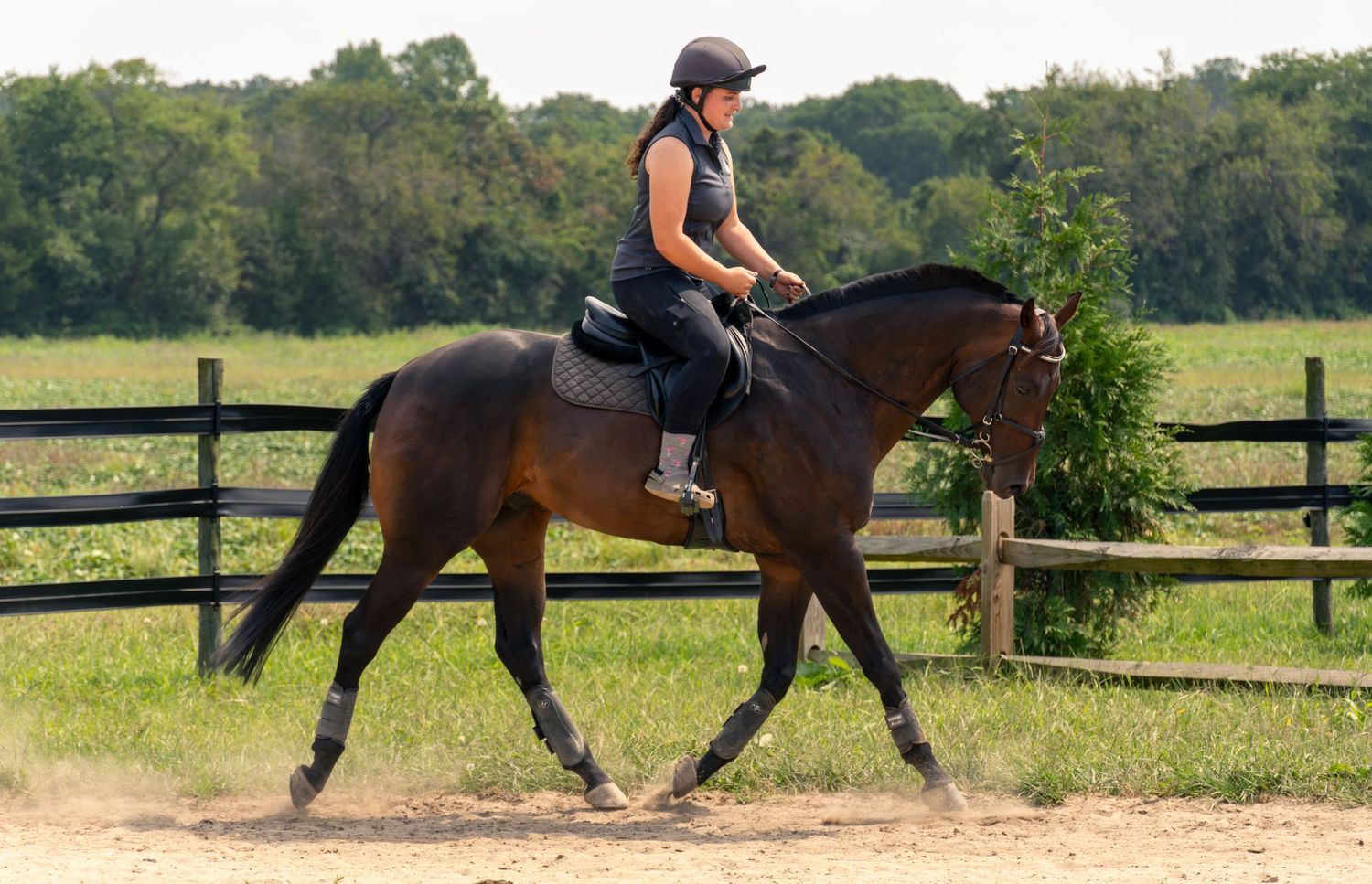 Dark brown horse trotting with rider in gray shirt