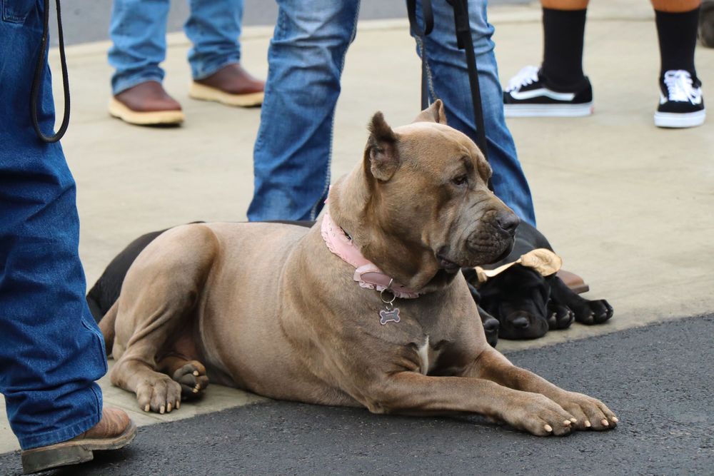 ruff house cane corso price