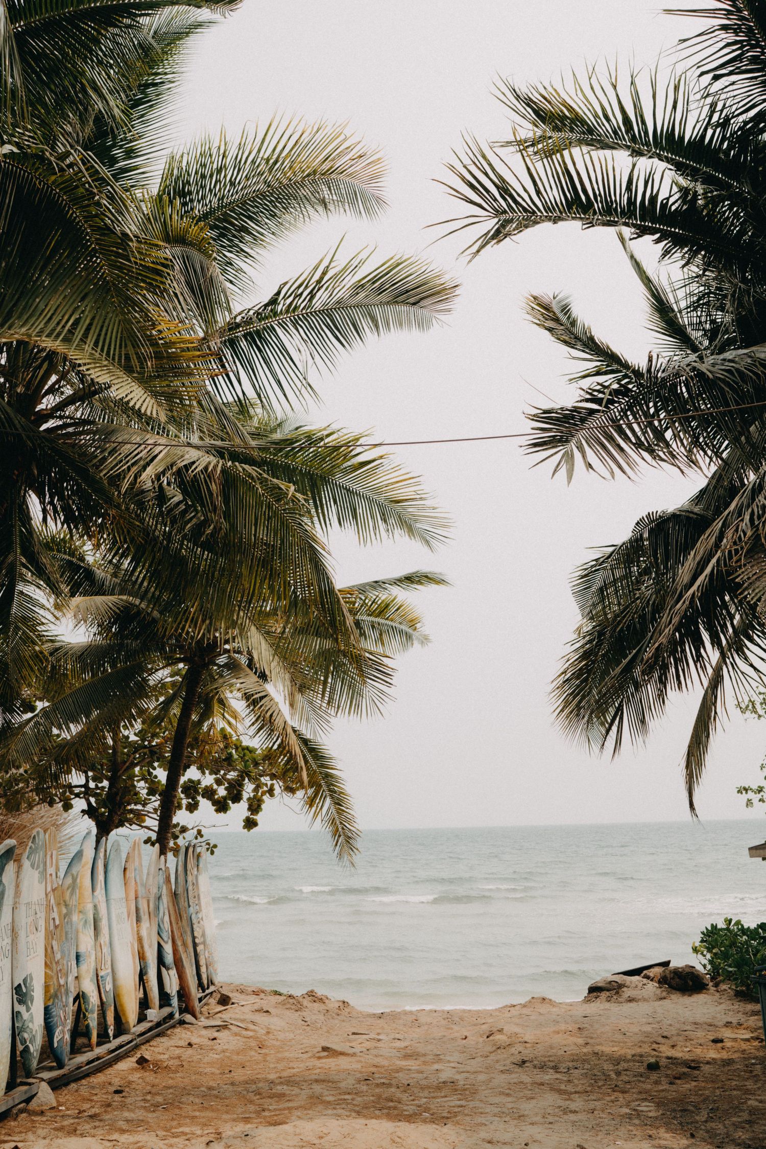 Palm trees framing a serene tropical beach with surfboards leaning nearby.