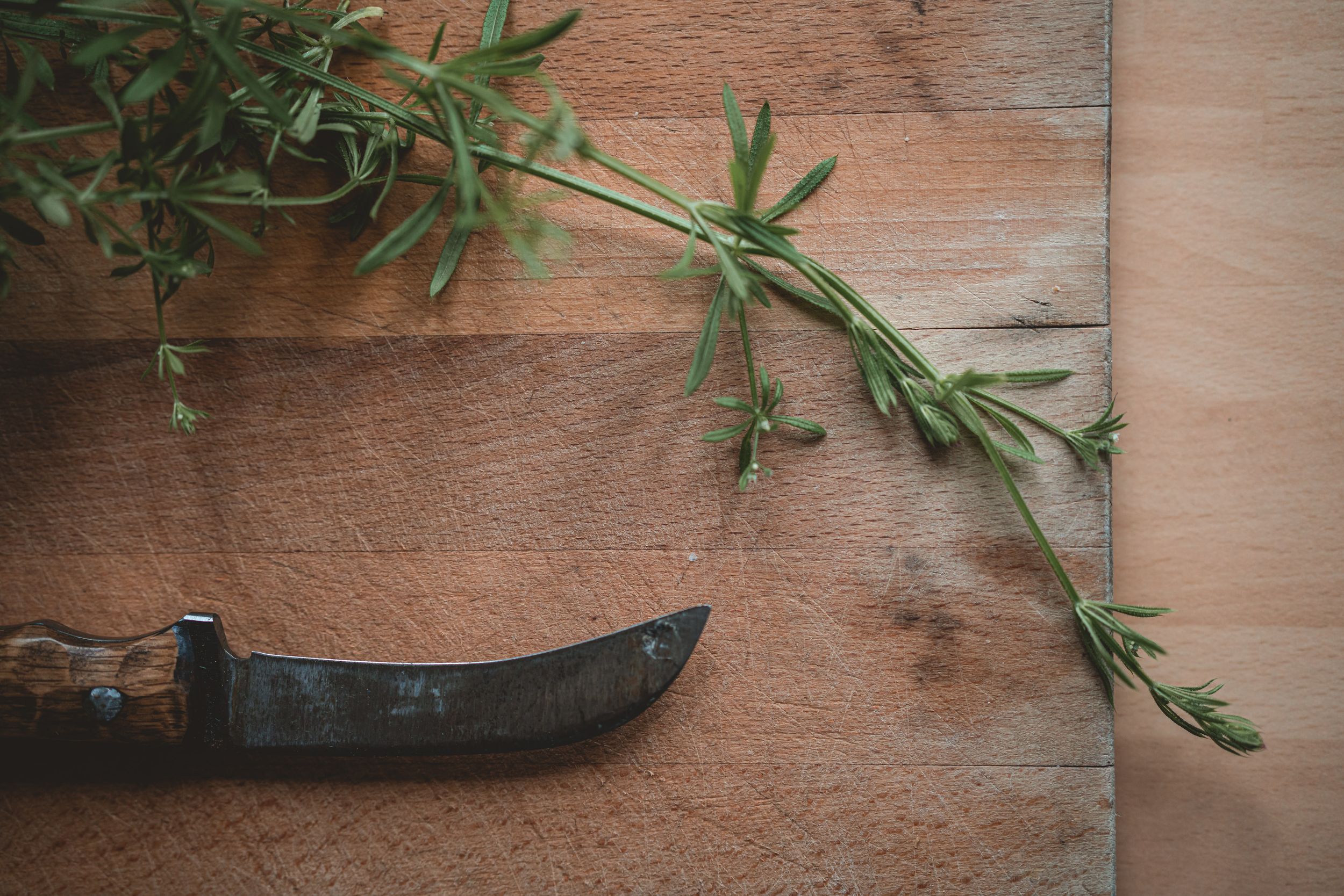 Cleavers - The Grizzly Forager: The Definitive Guide to Foraging with Kids
