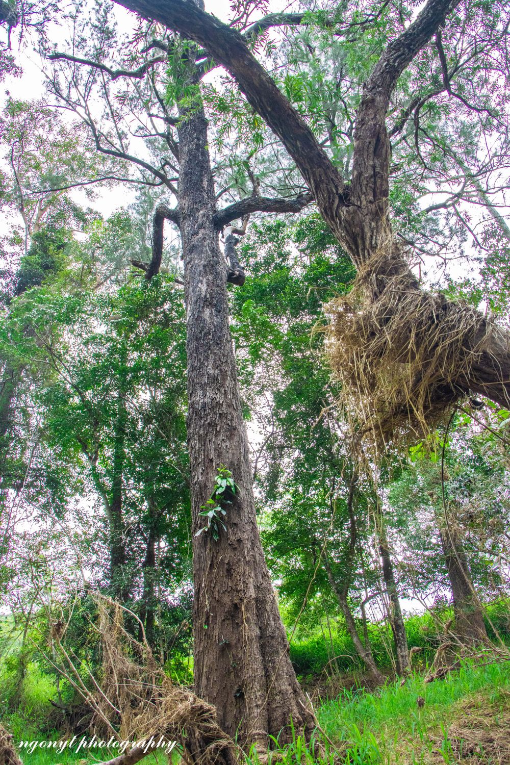Twisted old trees with gnarled branches and exposed roots stand against a misty forest backdrop.