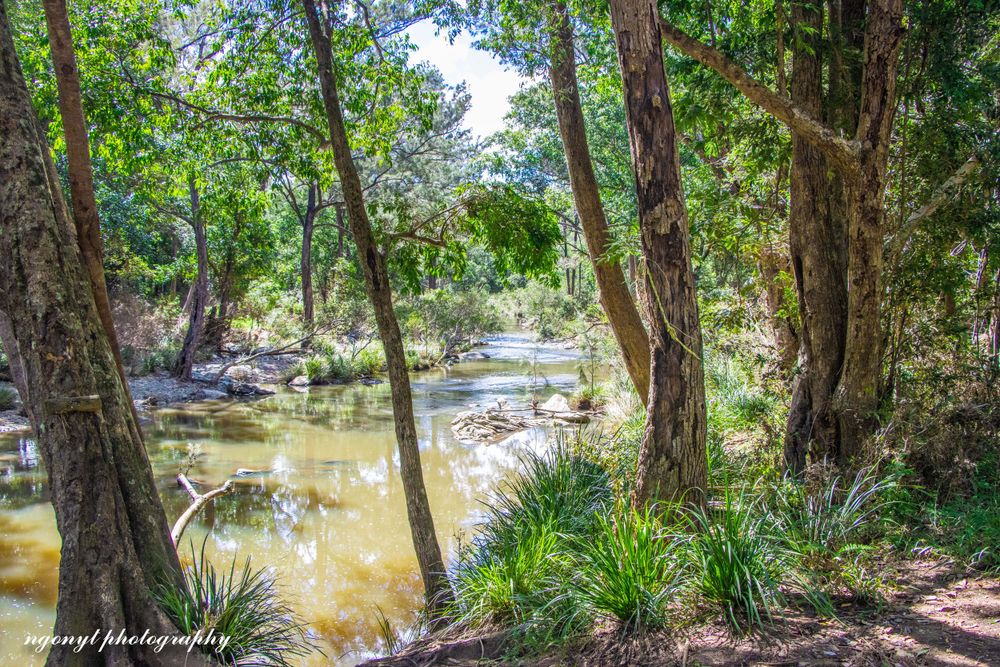 Peaceful creek view through trees with sunlight filtering through the forest canopy.