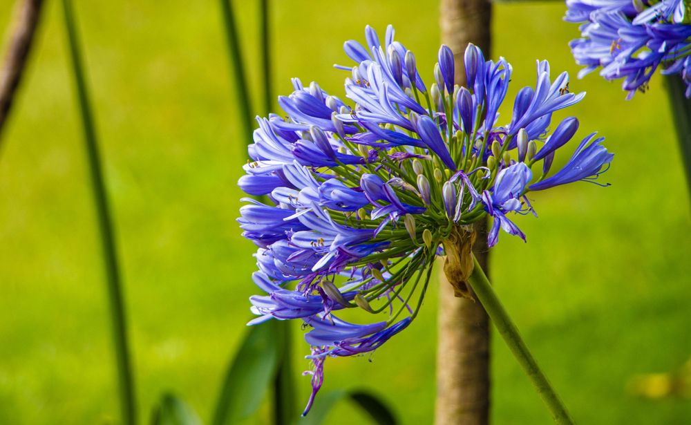 Close-up of vibrant blue agapanthus flowers blooming against a blurred green background.