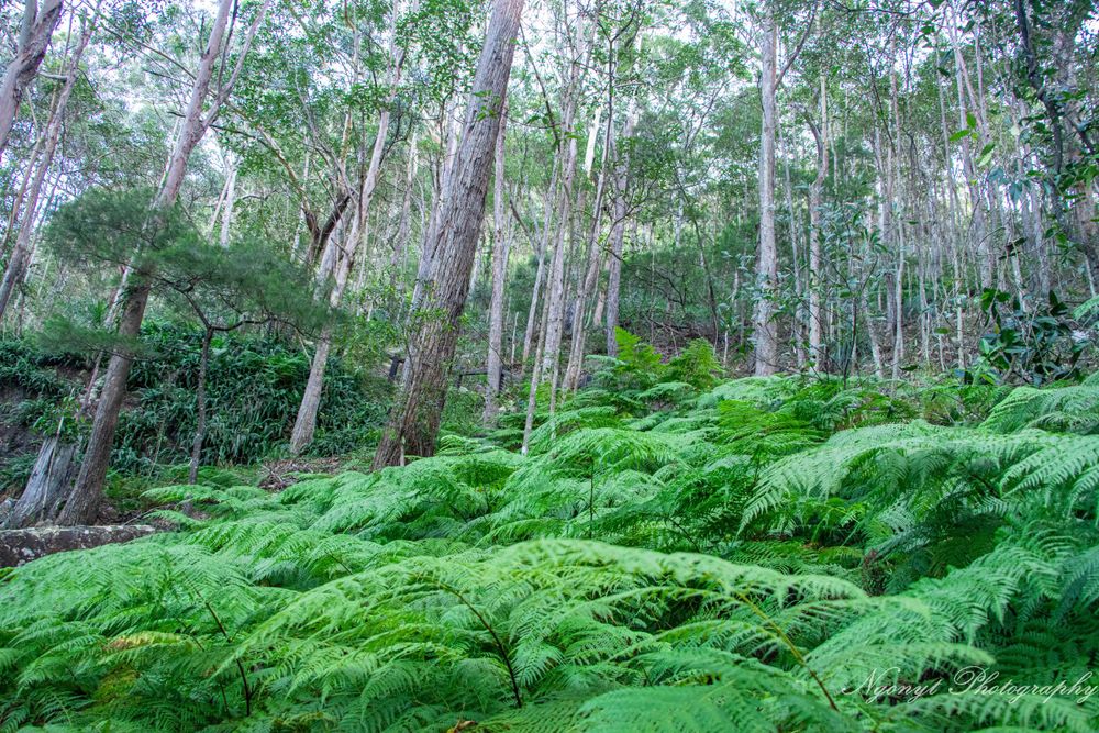 Vibrant green ferns carpet the forest floor beneath towering eucalyptus trees.