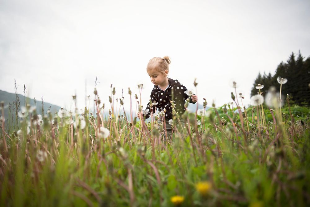 toddler picking dandelion puffs