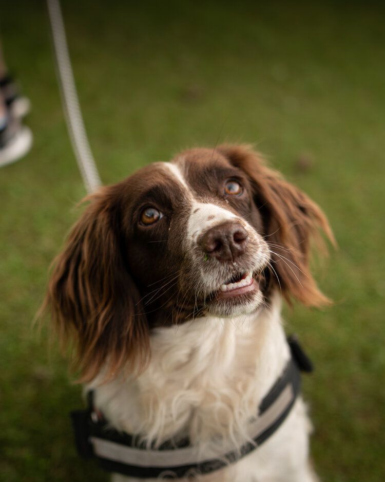 A brown and white spaniel dog with expressive eyes wearing a harness looks up at the camera.