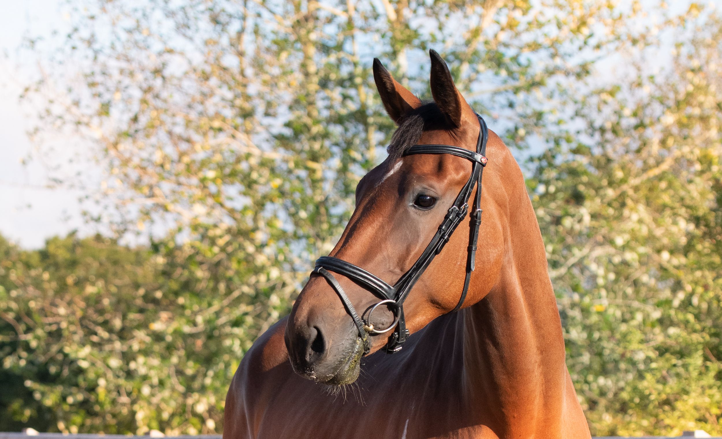 Elegant headshot portrait of a stunning Bay mare.