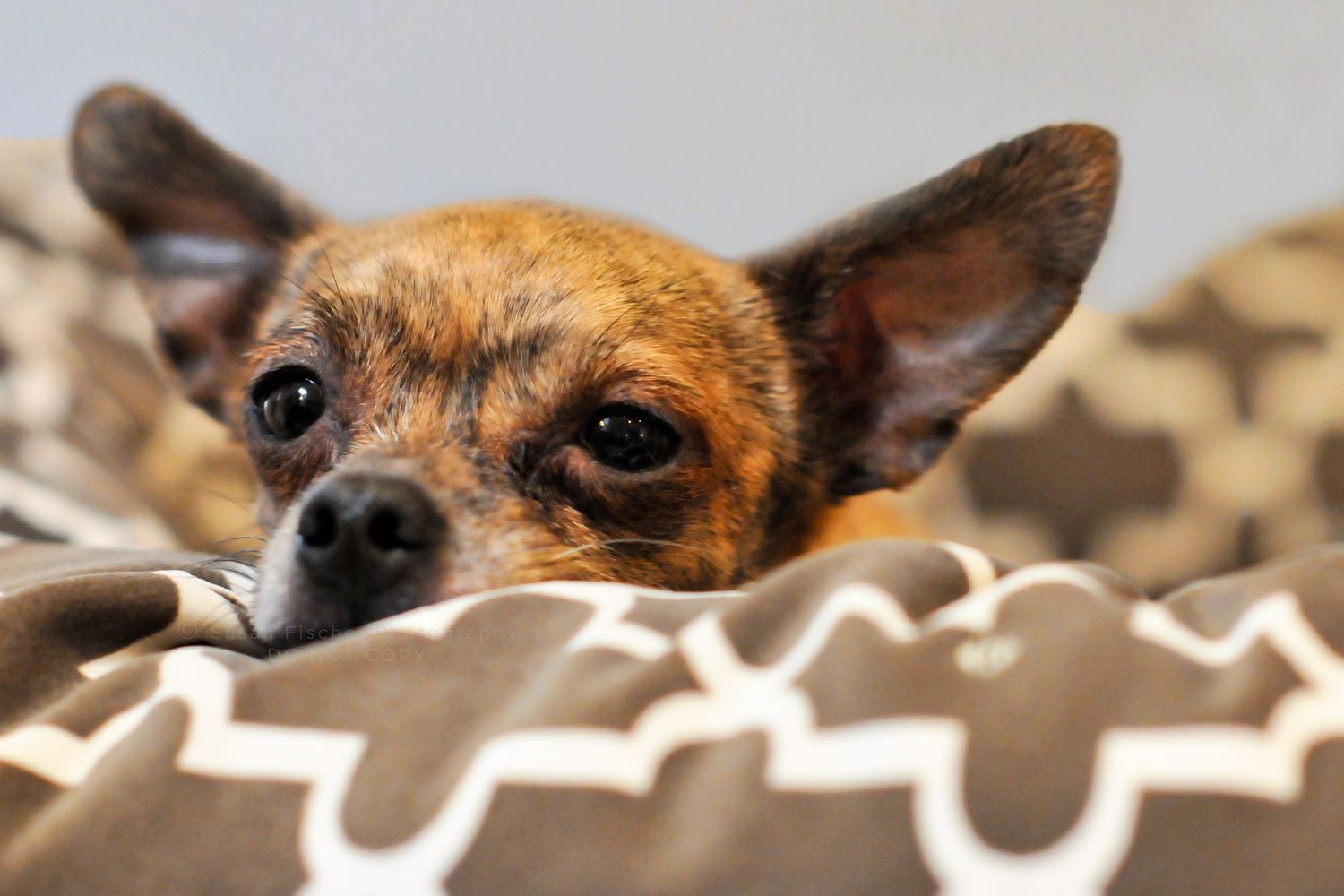 Portrait of a brindle Chihuahua