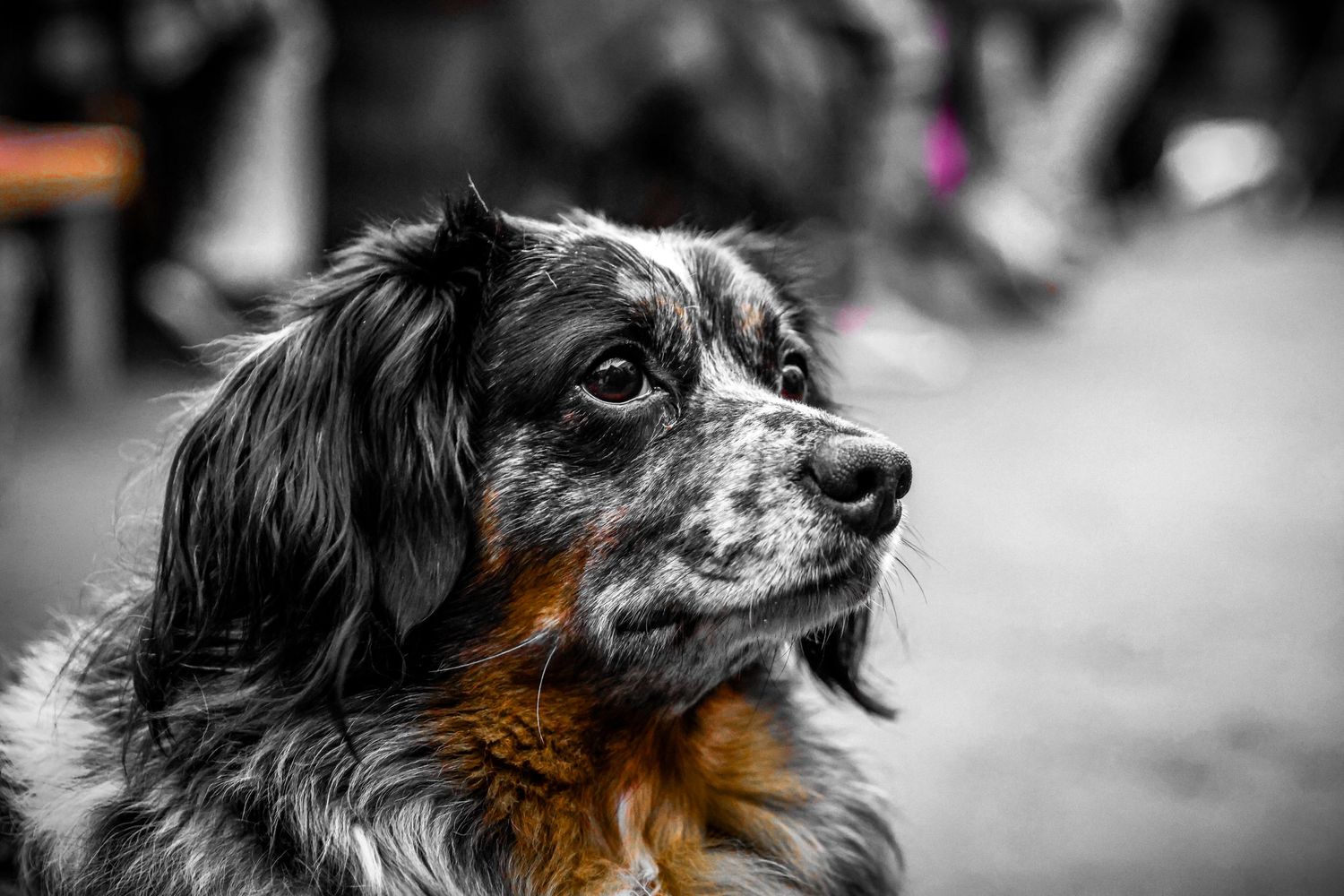 dog