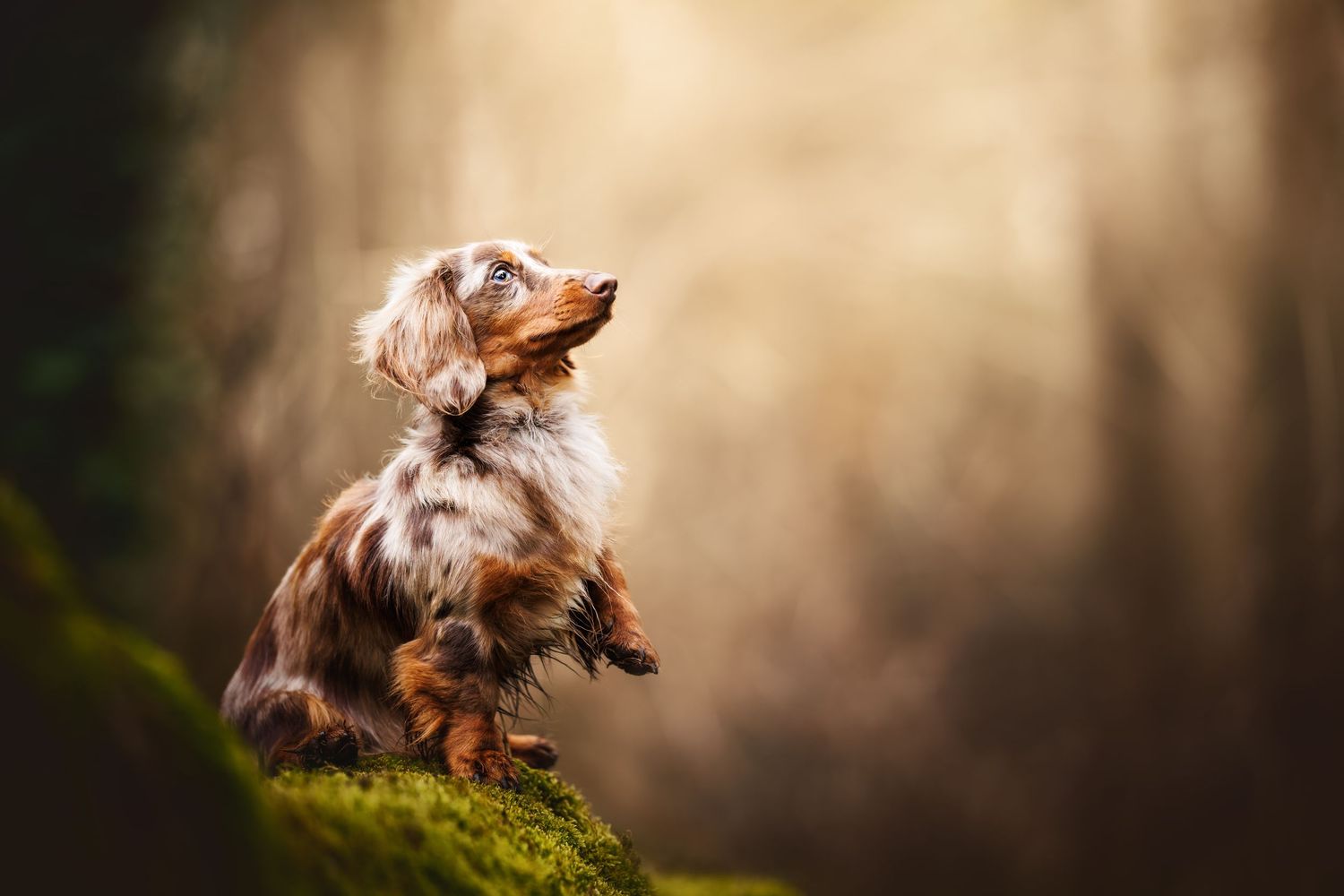 Long-haired Dachshund sitting on mossy ground in mystical forest setting.