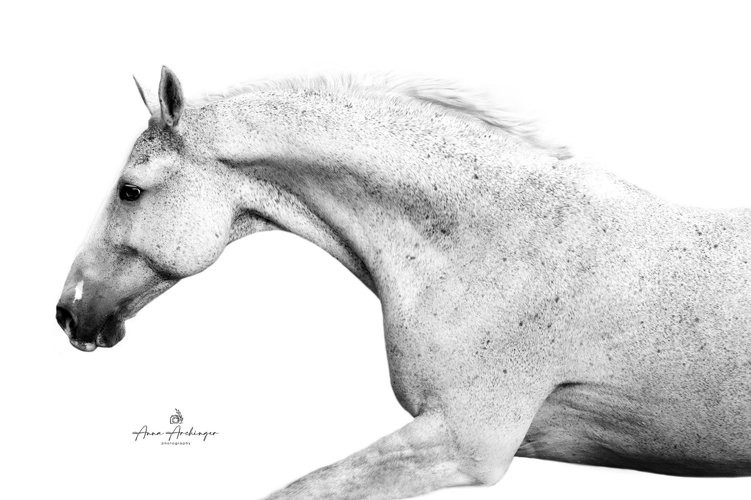 High contrast black and white side profile of a light-colored horse's head and neck.