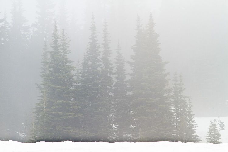 Fog in trees on Mt. Rainier National Park, Washington