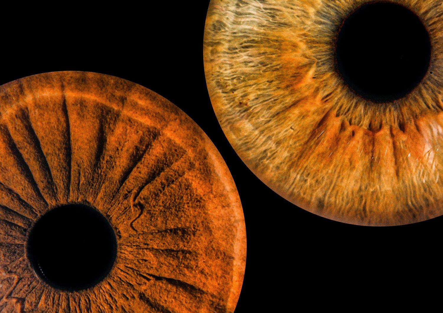 Two detailed macro photographs of orange and brown colored irises against a black background.