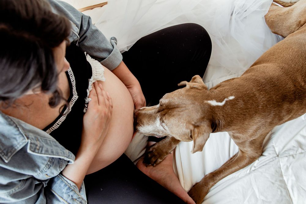 Dog resting head on pregnant belly during intimate maternity photo session. Denver Family Photography.