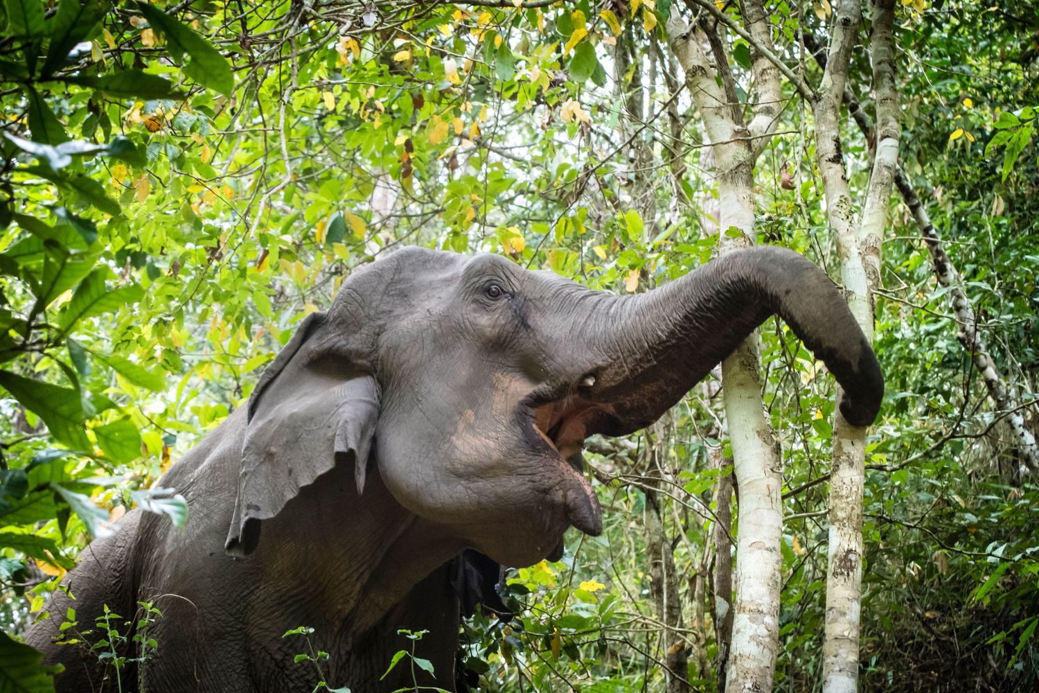 Rescued elephant eating in mountain forest of northern Thailand