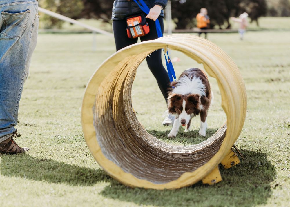 pet photography Werribee